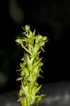 Waterspider bog orchid